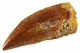 Serrated Raptor Tooth - Real Dinosaur Tooth #332447-1